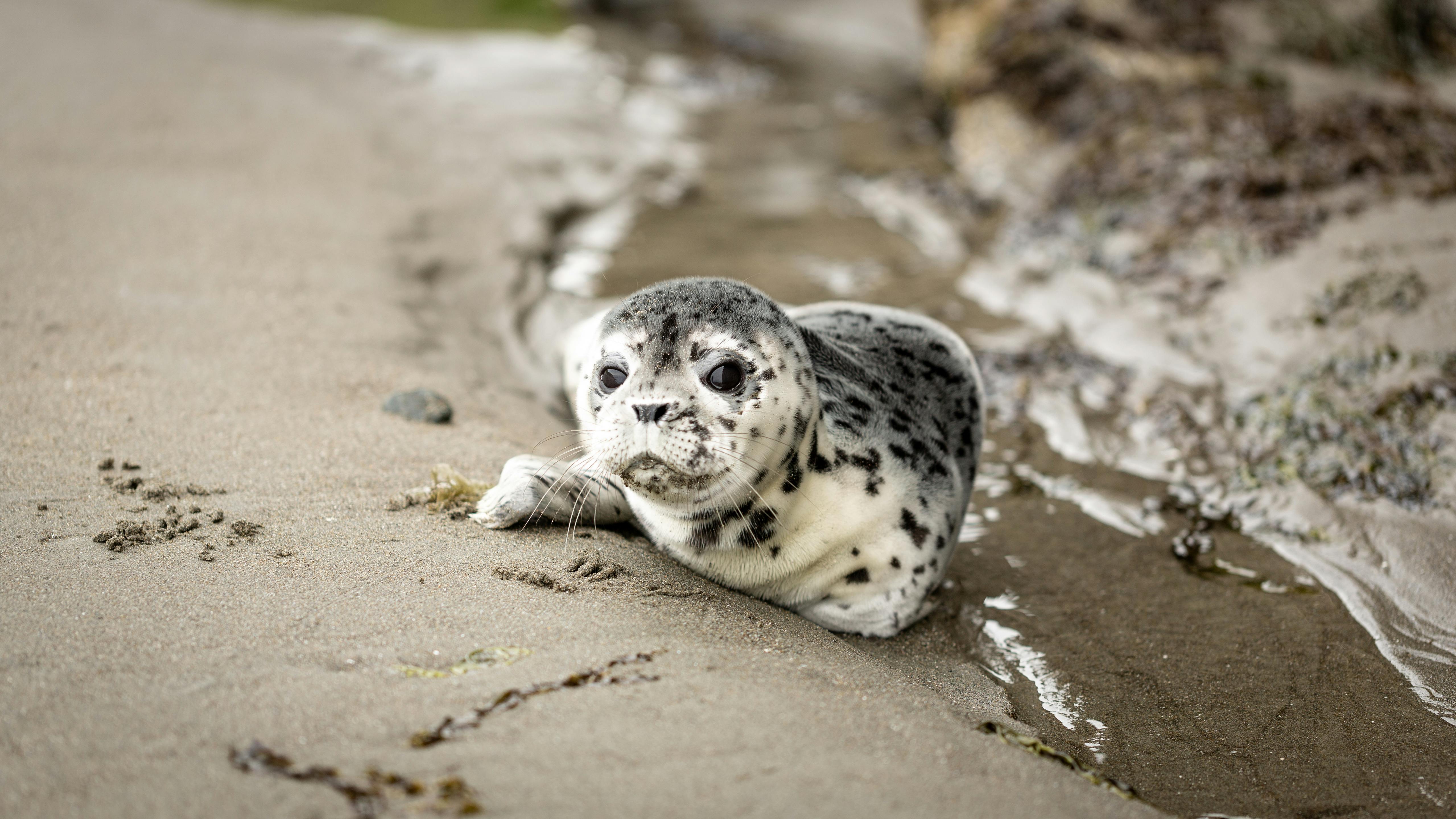 A baby seal